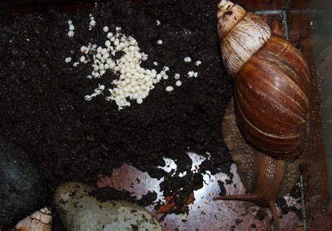 Breeding Nerite Snails