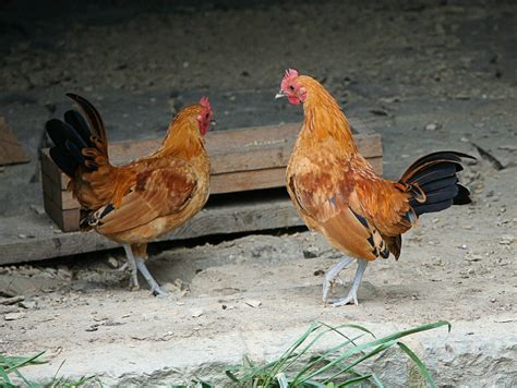 breeds of bantam chickens