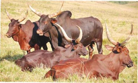 breeds of cattle in nigeria
