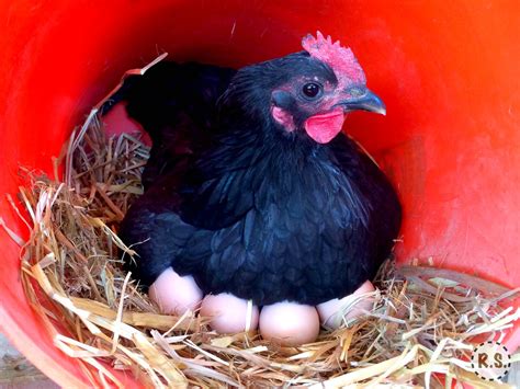 breeds of egg laying chickens