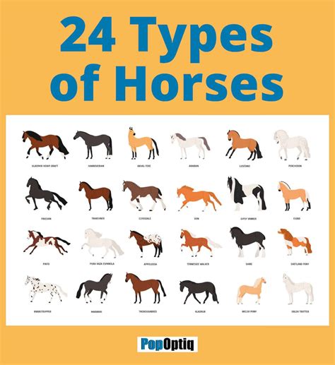 breeds of horses