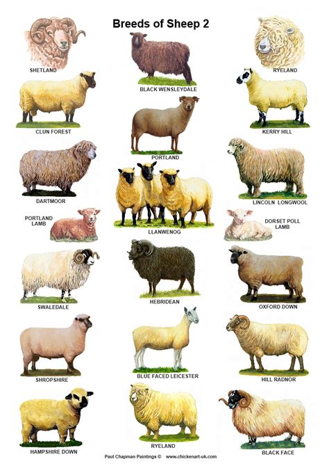 breeds of sheep in america