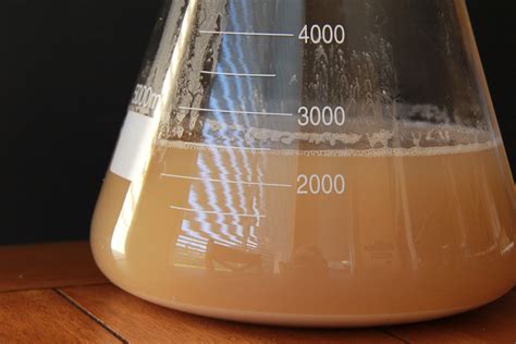 Brewing Yeast Starter