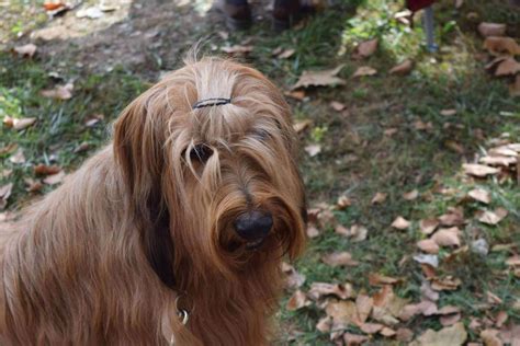 Briard Dog Coat Type