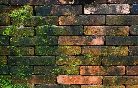 Bricks With Moss