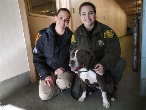 bridgeport texas animal shelter