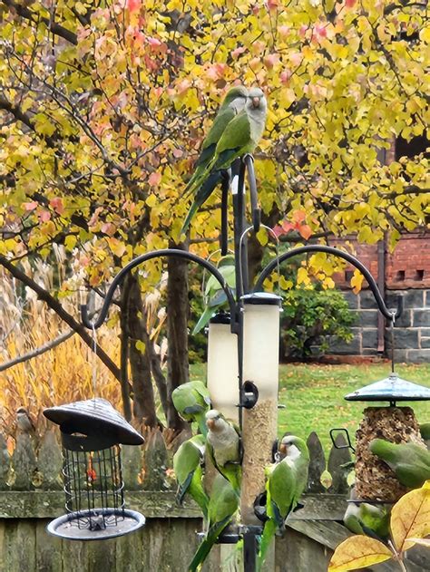 bridgeport university parakeet