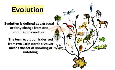 Brief Explanation Of Evolution