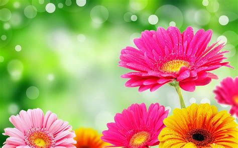 Bright Flower Wallpapers Wallpaper Cave