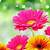 bright flowers background