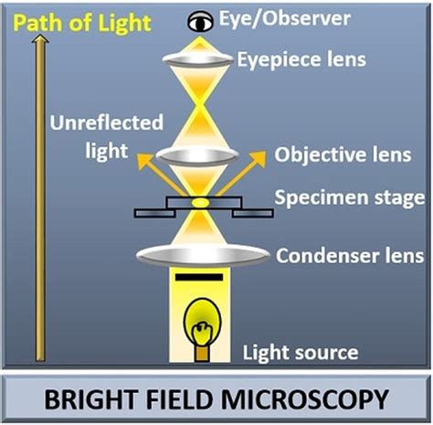 bright field microscope images