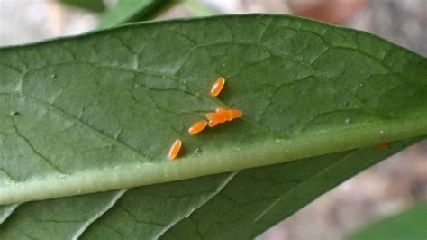 bright orange insect eggs