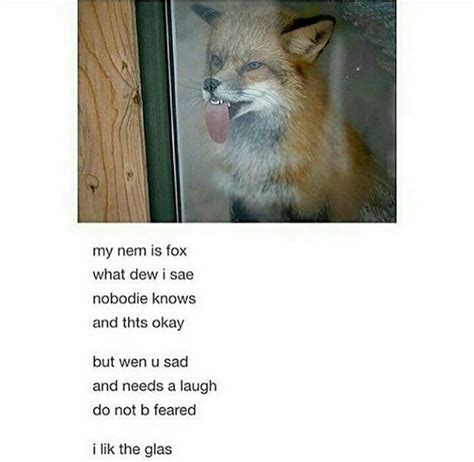 Brighten Day Fox Funny Saying