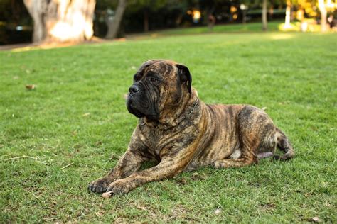 Brindle Bullmastiff