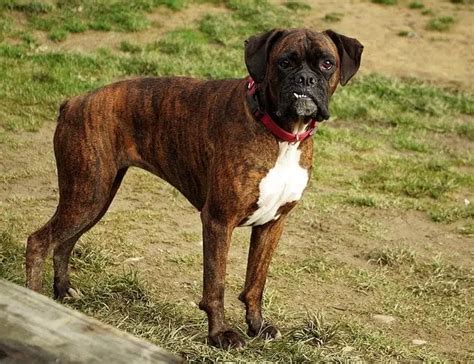 Brindle Colored Boxer