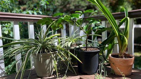 Time to bring houseplants back indoors Houseplants, Indoor plant pots