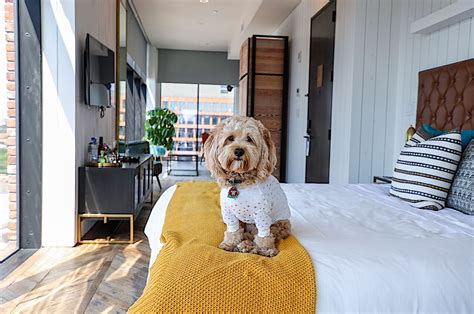 bring fido pet friendly hotels in new york city