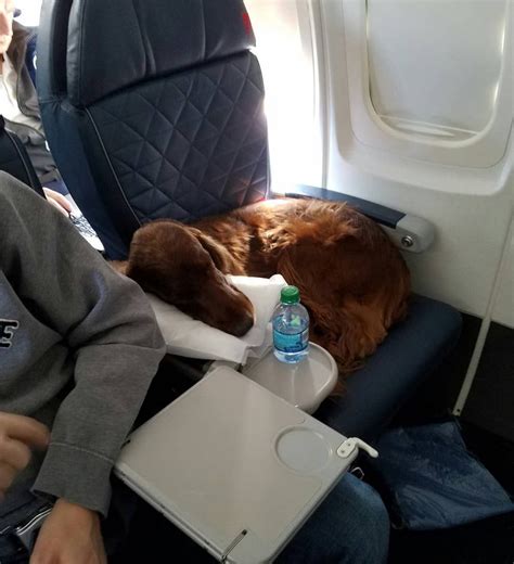 Bringing A Pet On A Plane