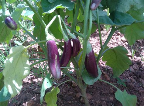Brinjal Image
