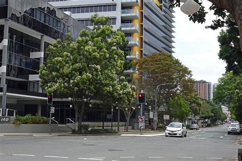 Brisbane Maple Tree