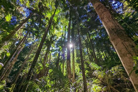 Bosques de Brisbane y cascadas