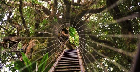 Brisbane Tree Top Walk