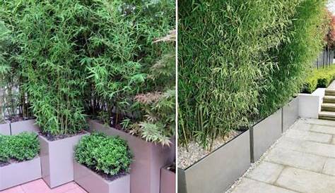 Bambou en pot brisevue naturel et déco sur la terrasse