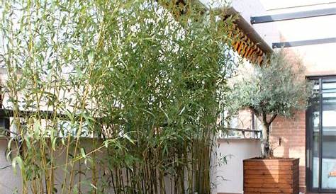Brise Vue Terrasse Bambou En Pot Naturel Et Deco Sur La En Pot Amenagement Jardin Jardin