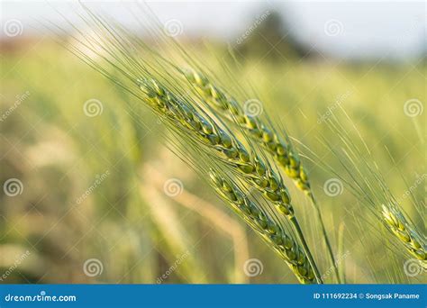 Barley Grain Hardy Cereal Growing In Field Stock Photo