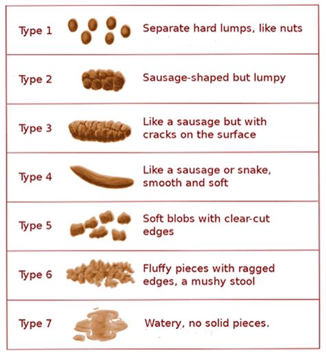 bristol stool scale picture chart