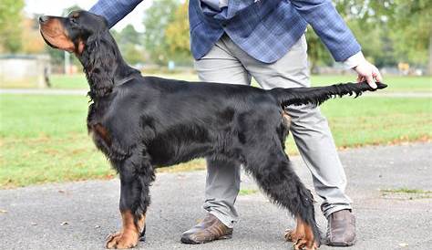 Gordon Setter - Dog Breed history and some interesting facts