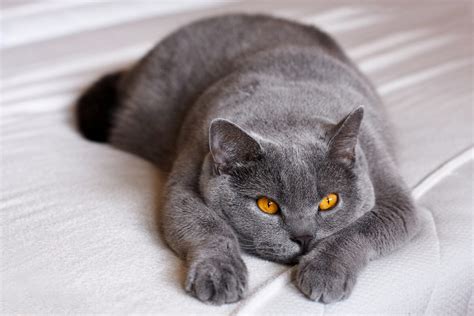 british blue cat personality traits