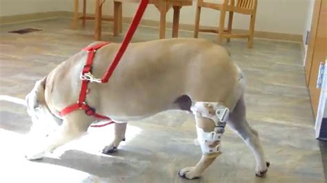 british bulldog back injury