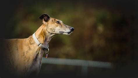 british greyhound racing board website
