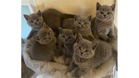 british shorthair cats for sale kings lynn