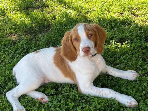 Brittany Spaniel Puppy Photograph by Meredith Winn Photography