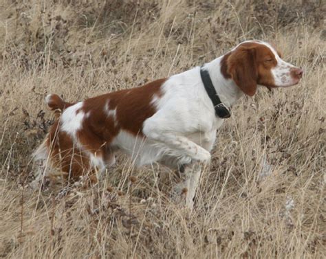 brittany spaniel on point
