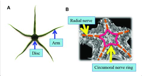 Brittle Star Nerve