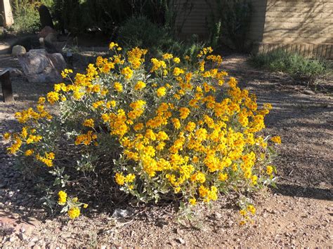 Brittlebush Definition