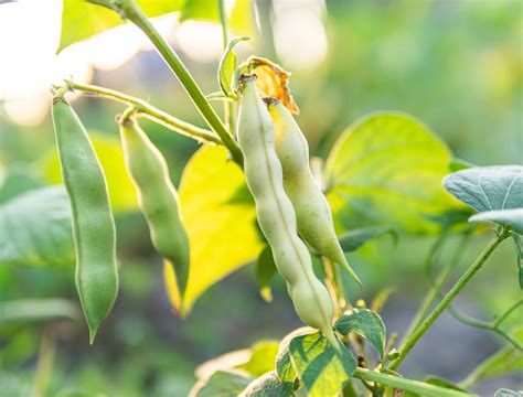 Broad Beans Growing Problems
