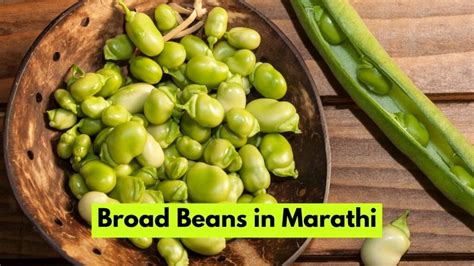 Broad Beans In Marathi
