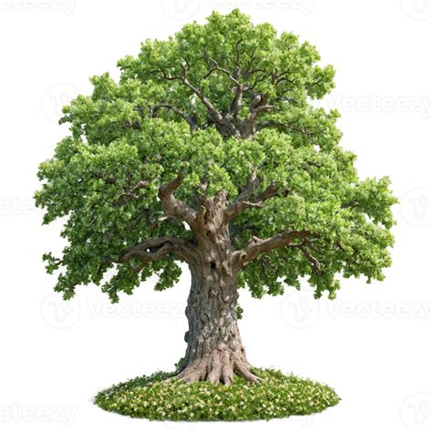 broad trunk tropical tree