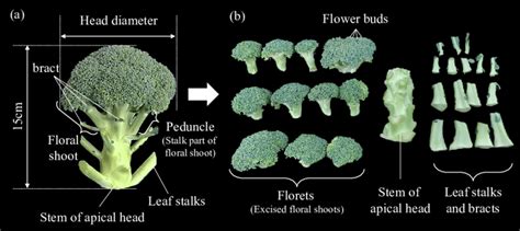 Broccoli Florets Definition