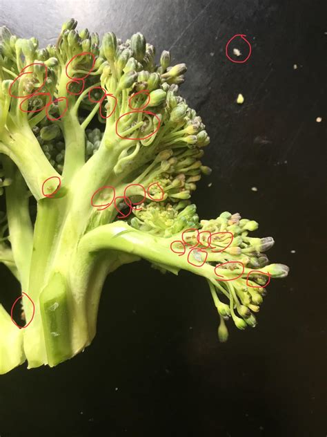 Broccoli Infested With Bugs
