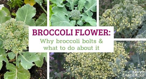 Broccoli Is A Flower Or Leaf