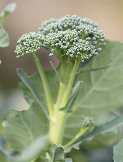Broccoli Is Leaf Or Flower