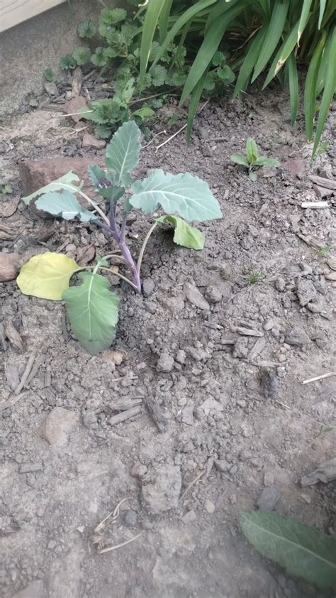Broccoli Leaves Drooping