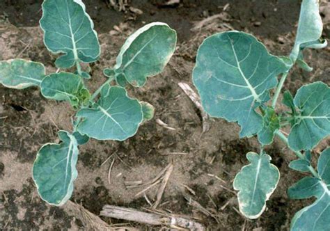 Broccoli Leaves Toxic