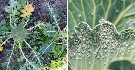 Broccoli Pests Extension