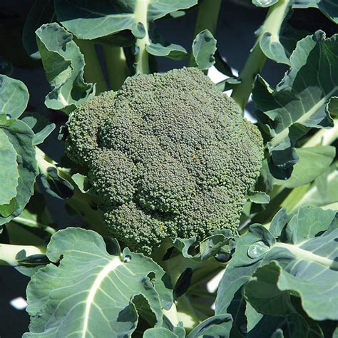 broccoli plants for sale